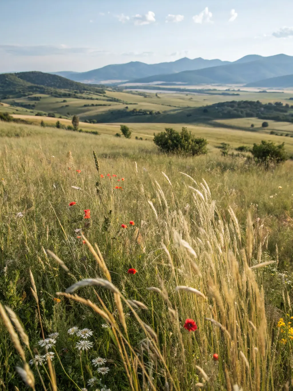 A scenic view of the Larzac plateau, highlighting the natural beauty and conservation efforts supported by SCHL.